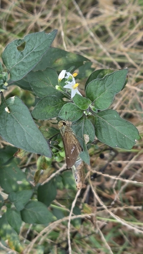 Common Straight Swift