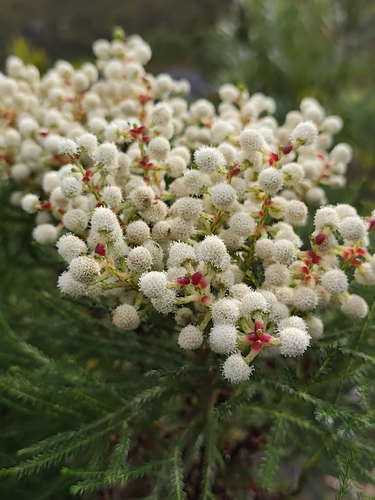 Berzelia lanuginosa
