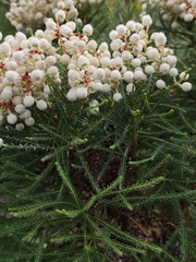 Berzelia lanuginosa, photograph (c) Jeanette Clarke, some rights reserved (CC BY-SA)