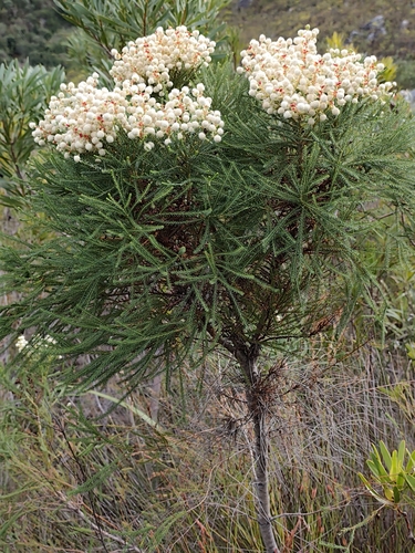 Berzelia lanuginosa, photograph 3