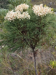 Berzelia lanuginosa, photograph (c) Jeanette Clarke, some rights reserved (CC BY-SA)