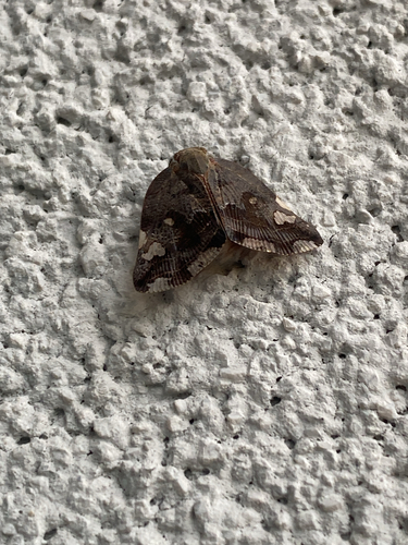 Black planthopper