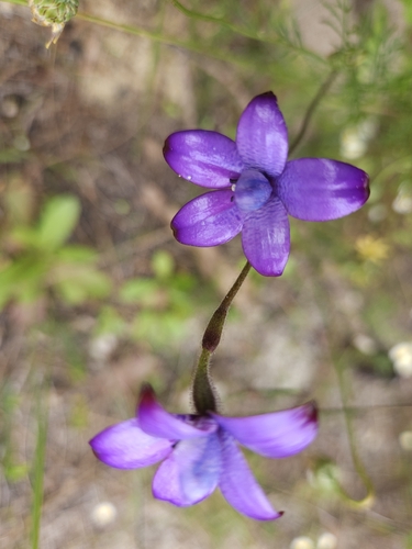 purple enamel orchid