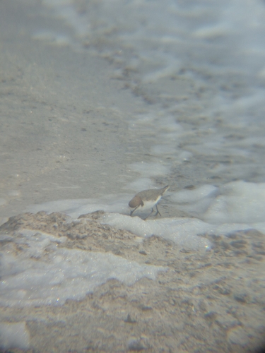 Red-capped Plover