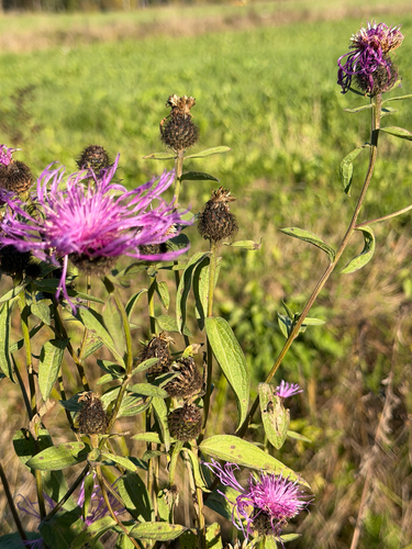 Wig Knapweed