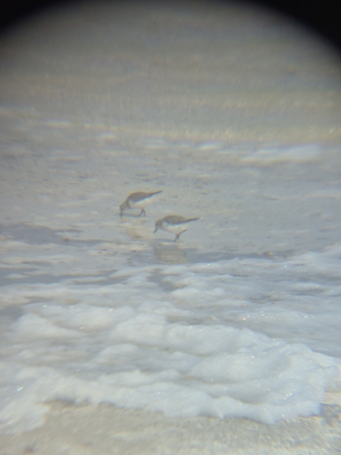 Red-necked Stint