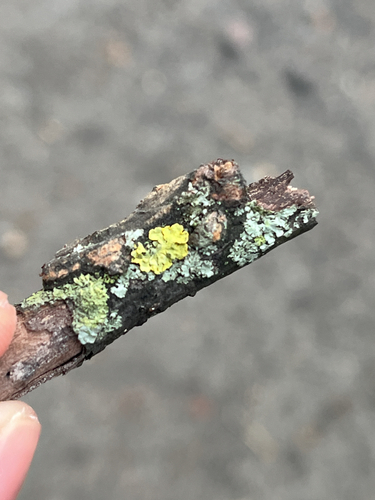 Common Sunburst Lichen