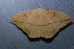Lonomia electra