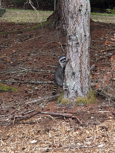 Common Raccoon