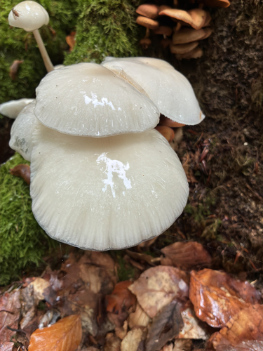 porcelain mushroom