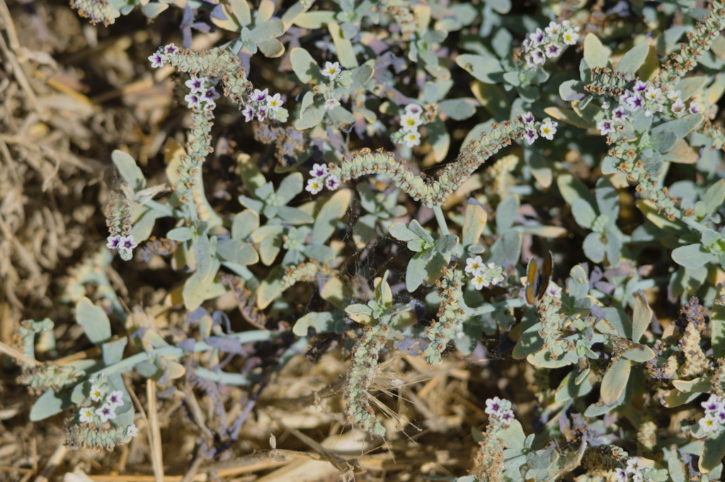 Heliotropium curassavicum; photograph (c) Nathan, some rights reserved (CC BY)