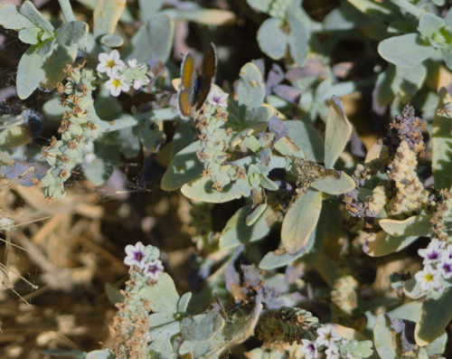 Heliotropium curassavicum, photograph 2