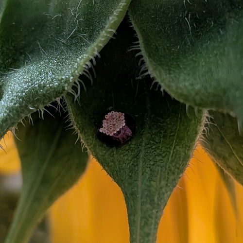 Leafhopper Assassin Bug