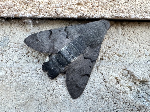 Eurasian Hummingbird Hawkmoth