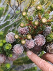 (c) Jeanette Clarke, some rights reserved (CC BY-SA) Berzelia stokoei, photograph (c) Jeanette Clarke, some rights reserved (CC BY-SA)