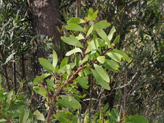 Persoonia levis