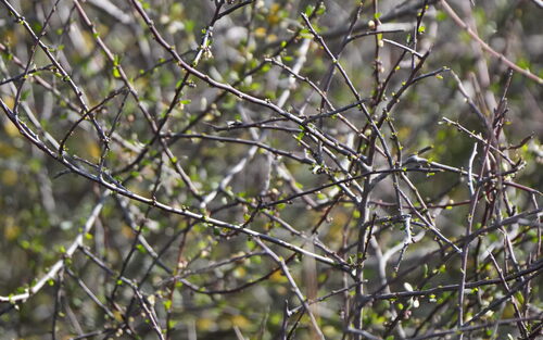 Plagianthus divaricatus, photograph 4