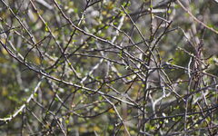 Plagianthus divaricatus, photograph (c) William Harland, some rights reserved (CC BY)