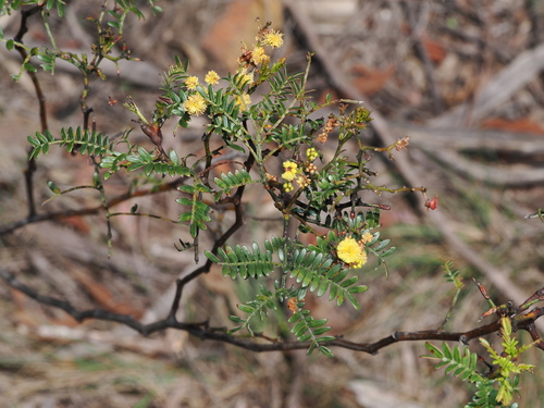 Acacia terminalis