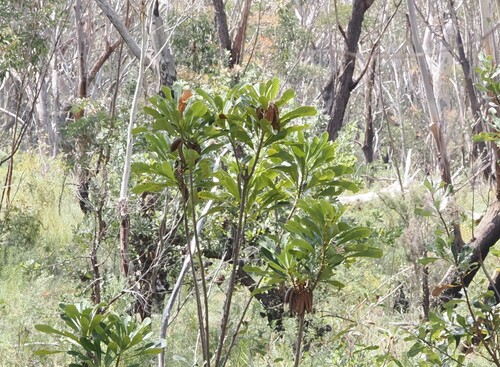 Telopea speciosissima, photograph 1