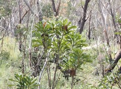 Telopea speciosissima, photograph (c) Thomas Mesaglio, some rights reserved (CC BY)