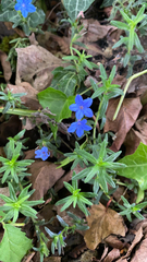 Glandora prostrata