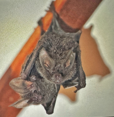 Fringe-lipped Bat