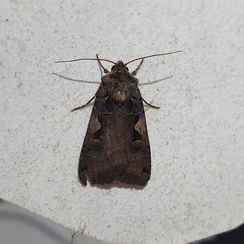 Setaceous Hebrew Character