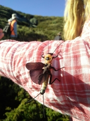 Thaumatoperla alpina