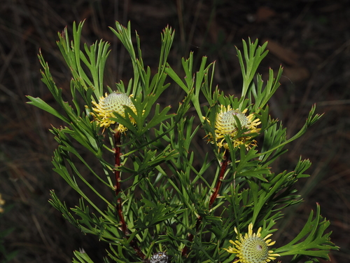 Isopogon anemonifolius