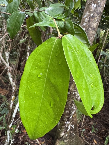 Rhodamnia sessiliflora observed 2026-09-25