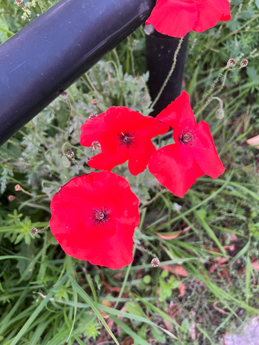 common poppy