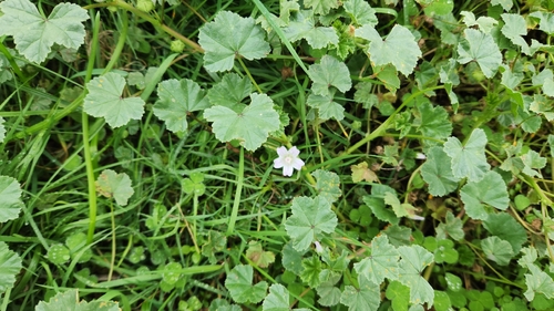 dwarf mallow
