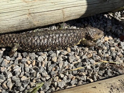 Shingleback