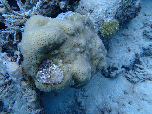 Goniastrea stelligera observed 2026-09-24