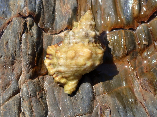 Tutufa rubeta observed 2026-09-23