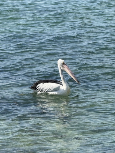 Australian Pelican