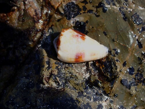 Conus sponsalis observed 2026-09-23