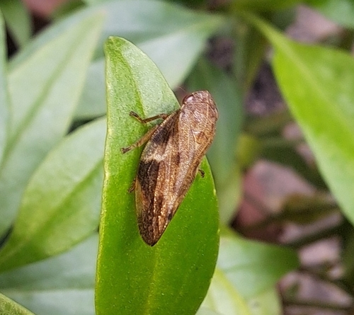 Alder Spittlebug