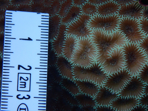 Goniastrea pectinata observed 2026-09-24