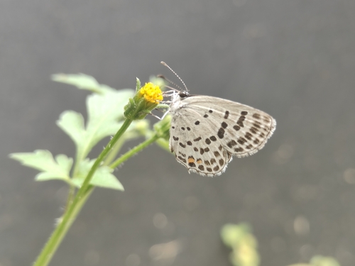 Tongeia filicaudis