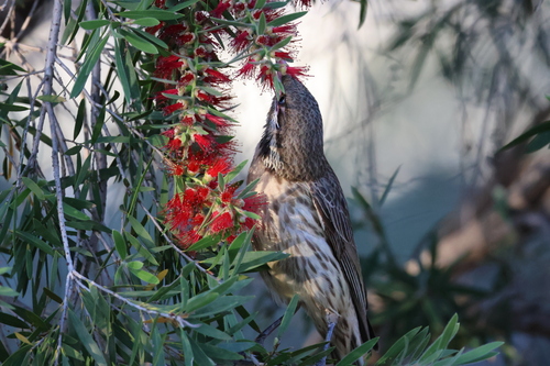Spiny-cheeked Honeyeater