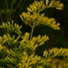 Chapman's Goldenrod - Photo (c) Jim Duggan, some rights reserved (CC BY)
