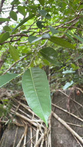 figwood