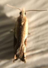 Pseudexentera costomaculana