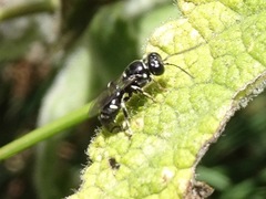 Clitemnestra bipunctata