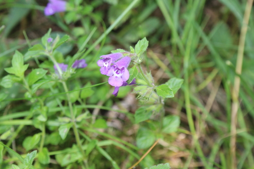 Clinopodium alpinum, photograph 2