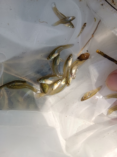 Western Mosquitofish