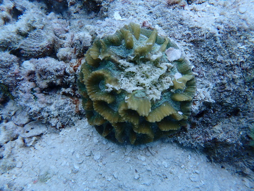 Oulophyllia observed 2026-09-24