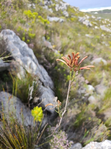 Erica fascicularis, photograph 1